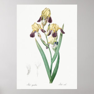 Vintage Botanical Illustration Poster