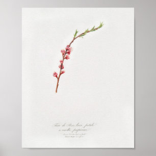 Vintage Botanical Illustration Poster
