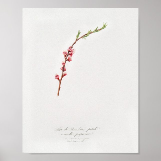Vintage Botanical Illustration Poster (Front)
