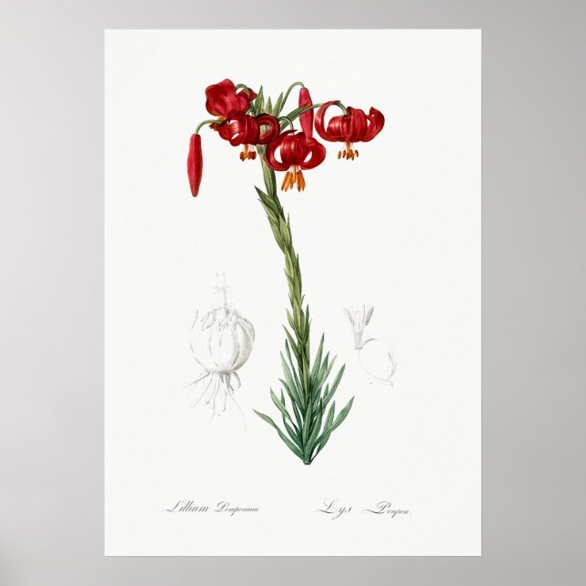 Vintage Botanical Illustration Poster (Front)