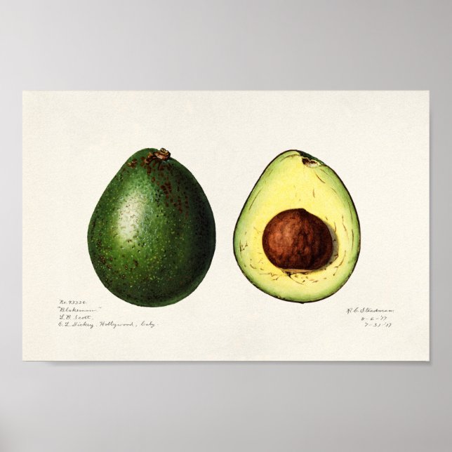 Vintage Botanical Illustration Poster (Front)