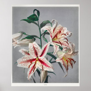 Vintage Botanical Illustration Poster