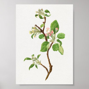 Vintage Botanical Illustration Poster