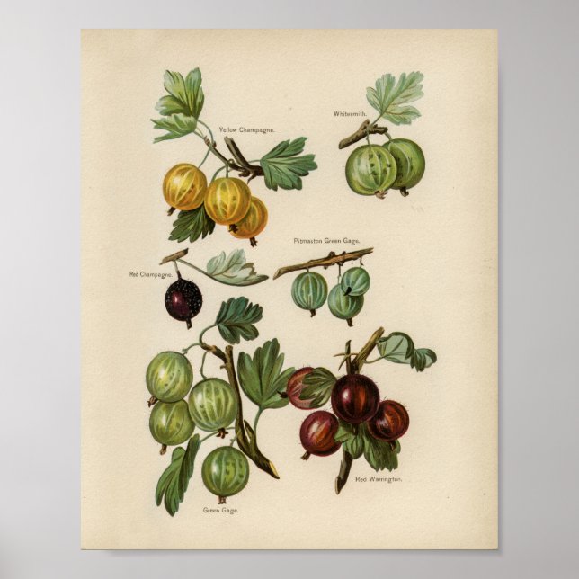 Vintage Botanical Illustration Poster (Front)