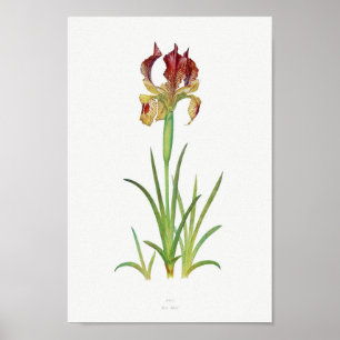 Vintage Botanical Illustration Poster