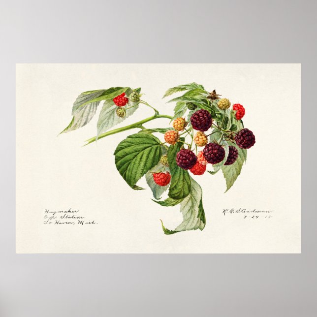 Vintage Botanical Illustration Poster (Front)