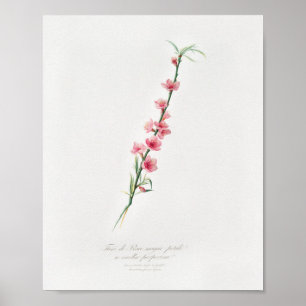 Vintage Botanical Illustration Poster
