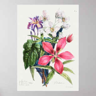 Vintage Botanical Illustration Poster