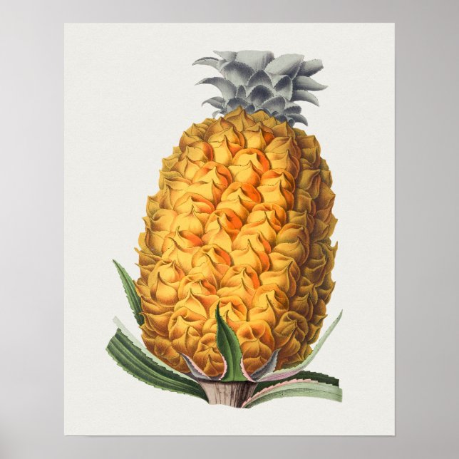 Vintage Botanical Illustration Poster (Front)