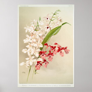 Vintage Botanical Illustration Poster