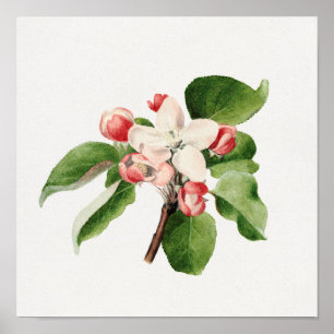 Vintage Botanical Illustration Poster