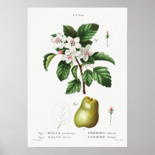 Vintage Botanical Illustration Poster