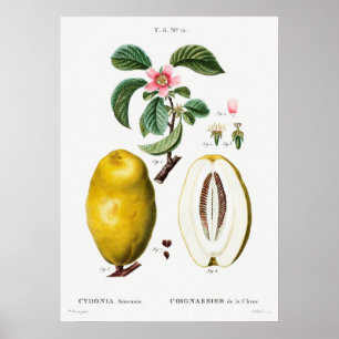 Vintage Botanical Illustration Poster