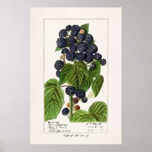 Vintage Botanical Illustration Poster
