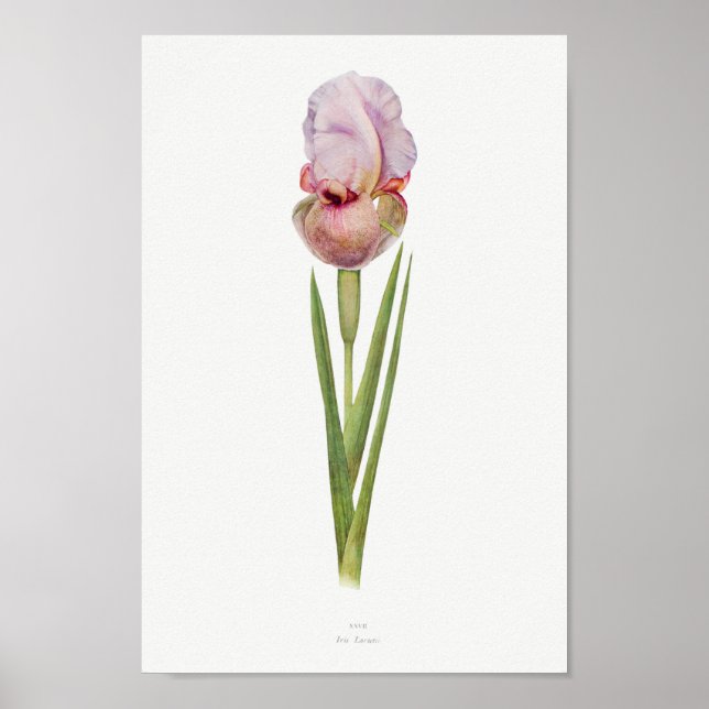 Vintage Botanical Illustration Poster (Front)
