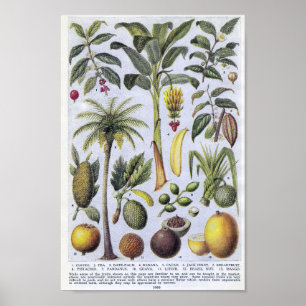 Vintage Botanical Illustration Poster