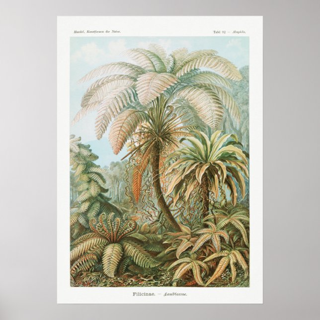 Vintage Botanical Illustration Poster (Front)