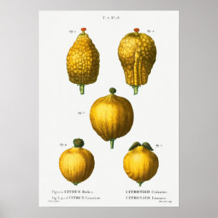 Vintage Botanical Illustration Poster