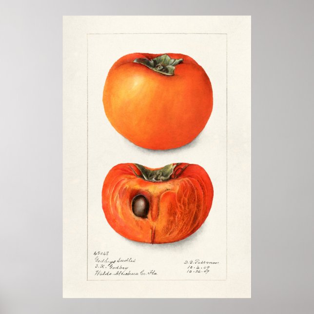 Vintage Botanical Illustration Poster (Front)