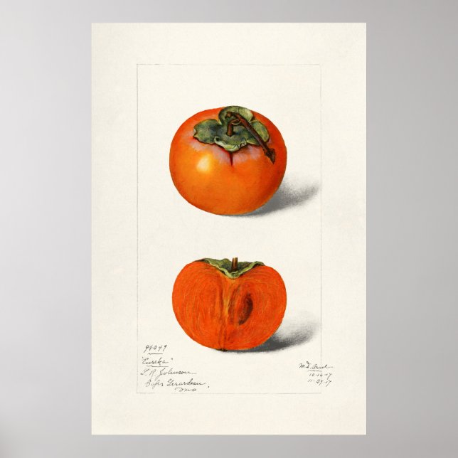 Vintage Botanical Illustration Poster (Front)