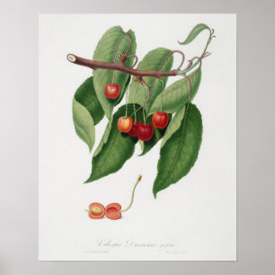 Vintage Botanical Illustration Poster
