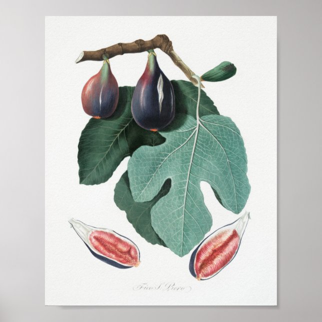 Vintage Botanical Illustration Poster (Front)