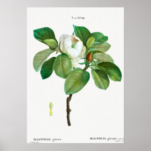 Vintage Botanical Illustration Poster