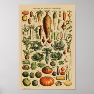 Vintage Botanical Illustration Poster