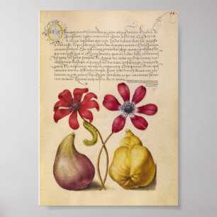 Vintage Botanical Illustration Poster