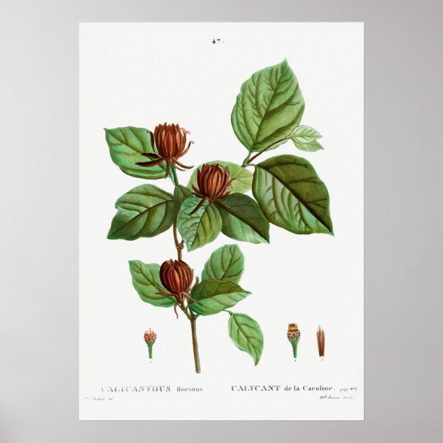 Vintage Botanical Illustration Poster (Front)