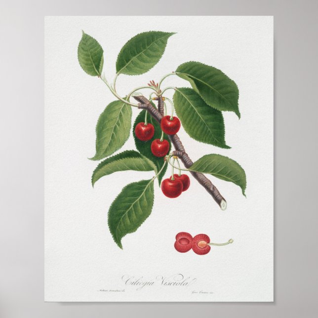 Vintage Botanical Illustration Poster (Front)