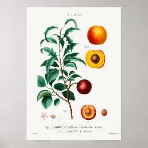 Vintage Botanical Illustration Poster