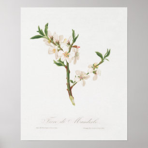 Vintage Botanical Illustration Poster