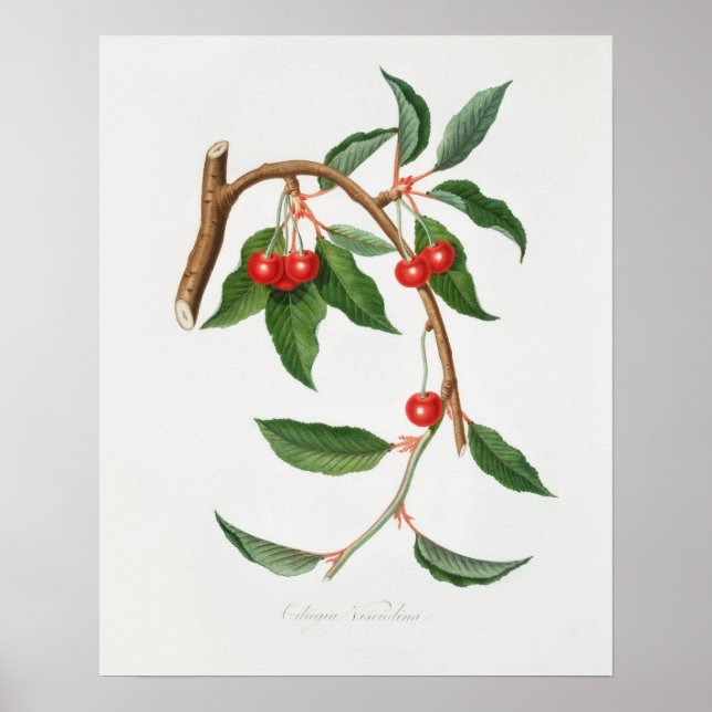 Vintage Botanical Illustration Poster (Front)