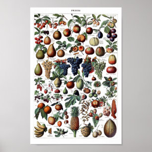 Vintage Botanical Illustration Poster