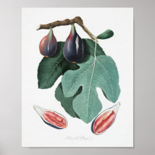 Vintage Botanical Illustration Poster