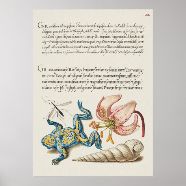 Vintage Botanical Illustration Poster (Front)