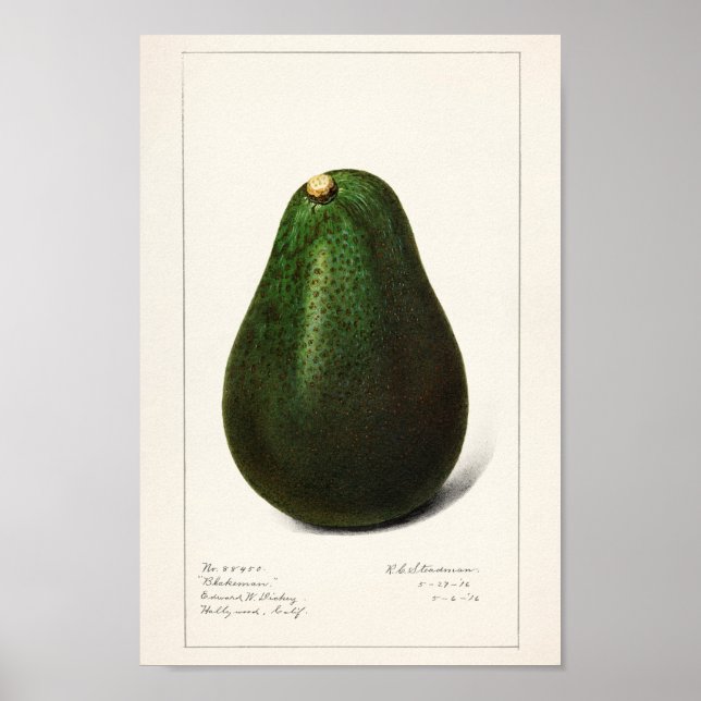 Vintage Botanical Illustration Poster (Front)