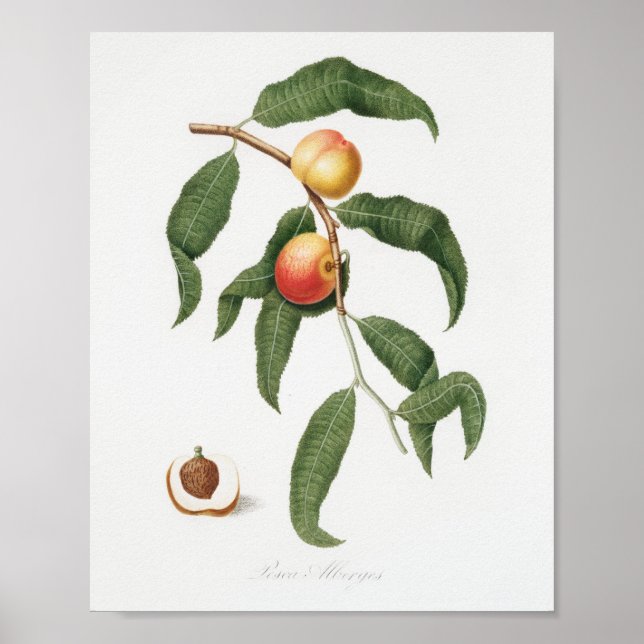 Vintage Botanical Illustration Poster (Front)