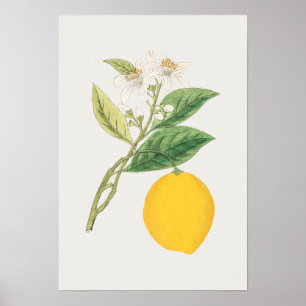 Vintage Botanical Illustration Poster