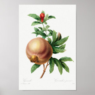 Vintage Botanical Illustration Poster