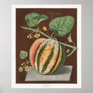 Vintage Botanical Illustration Poster