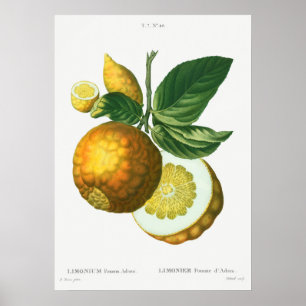 Vintage Botanical Illustration Poster