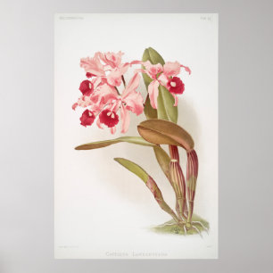 Vintage Botanical Illustration Poster