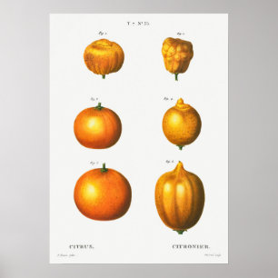 Vintage Botanical Illustration Poster