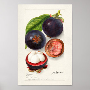 Vintage Botanical Illustration Poster