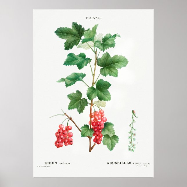 Vintage Botanical Illustration Poster (Front)
