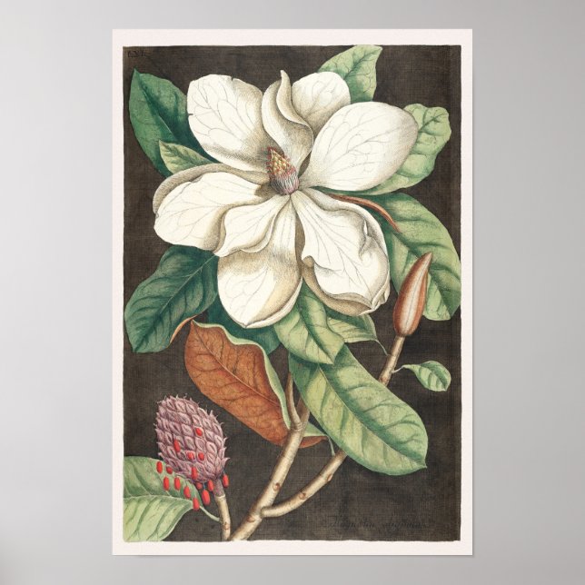 Vintage Botanical Illustration Poster (Front)
