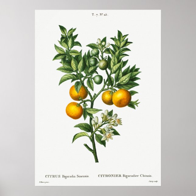Vintage Botanical Illustration Poster (Front)
