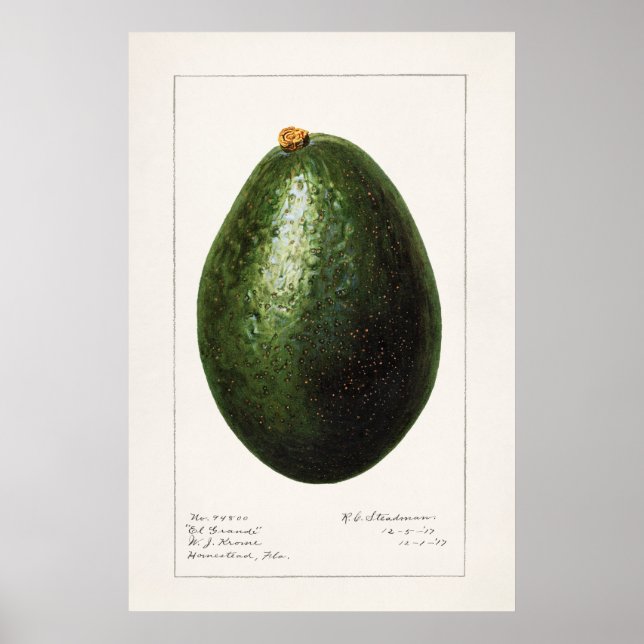 Vintage Botanical Illustration Poster (Front)